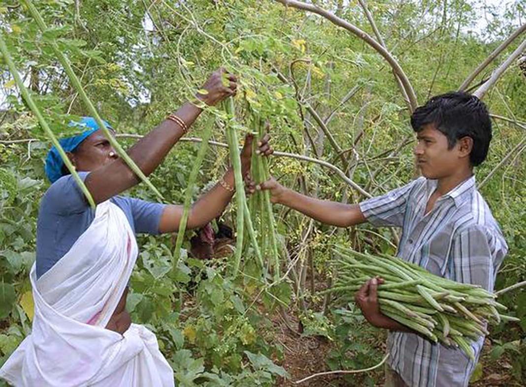 Moringa: The Miracle Tree - Bandra Buzz